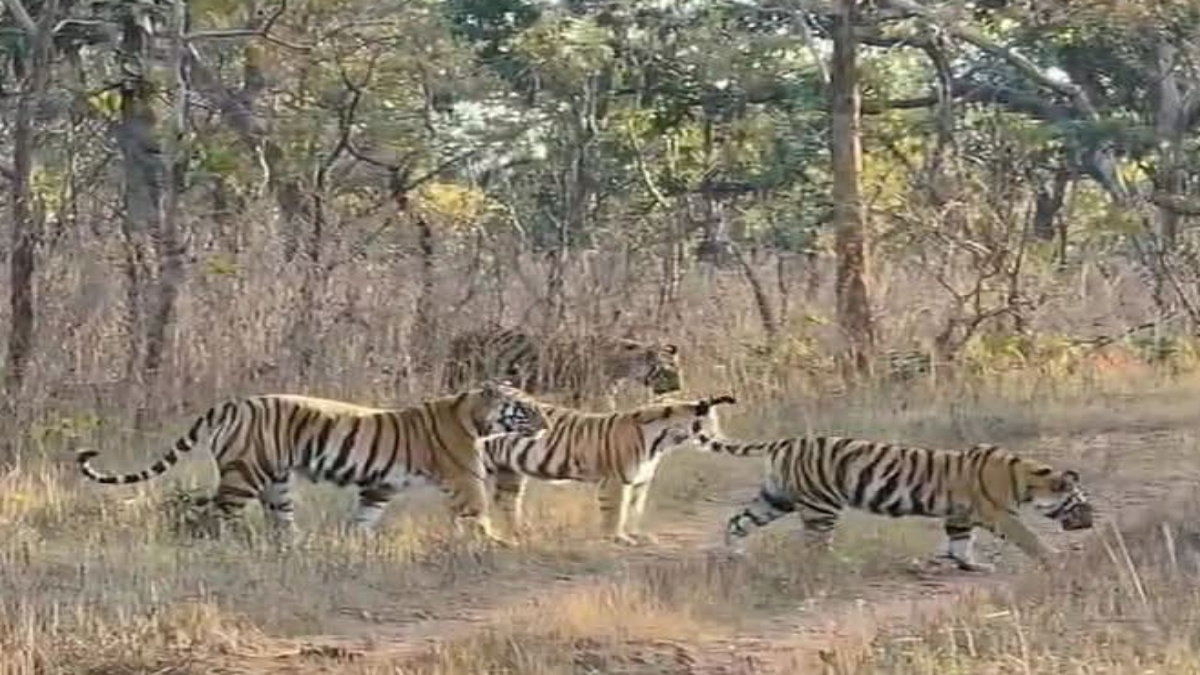 CUBS HUNTING TRAINING