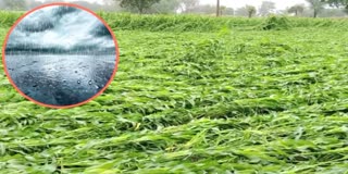 Unseasonal Rain hits Crop Jalgaon