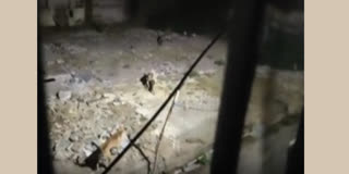 Dogs facing the panther