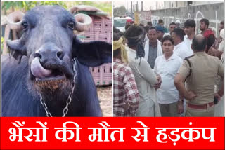 Karnal Panic due to the continuous death of buffaloes of Punjab Owners Karnal Police Investigating
