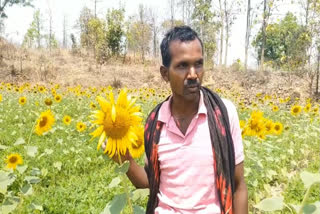 A Sky With A Thousand Suns:  How A Chhattisgarh Tribal Farmer Grew Sunflowers On A Barren 3-Acre Land