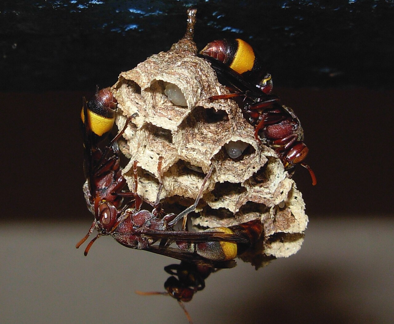 WASP ATTACK  കടന്നല്‍  WASPS  HORNET WASP