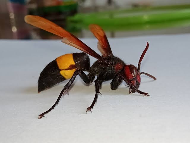 WASP ATTACK കടന്നല് WASPS HORNET WASP