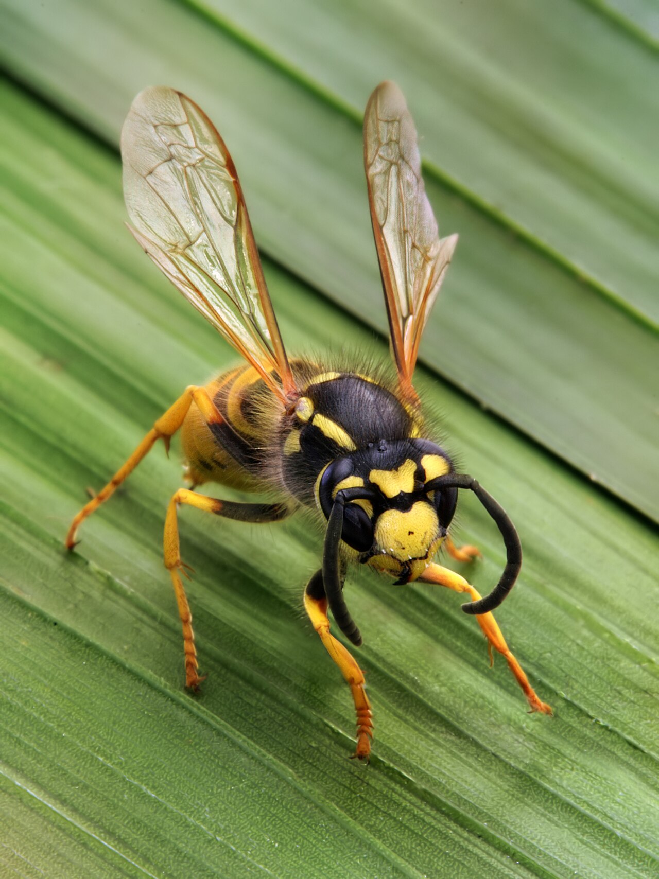 WASP ATTACK കടന്നല് WASPS HORNET WASP