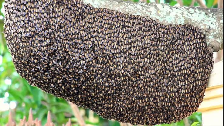 WASP ATTACK കടന്നല് WASPS HORNET WASP