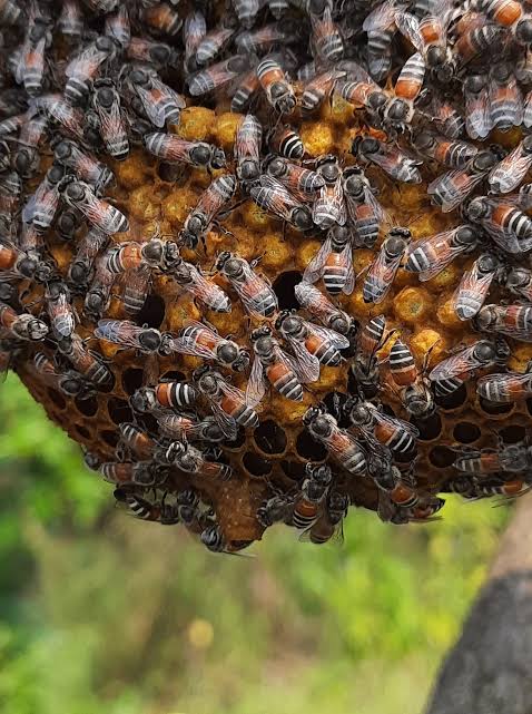 WASP ATTACK കടന്നല് WASPS HORNET WASP