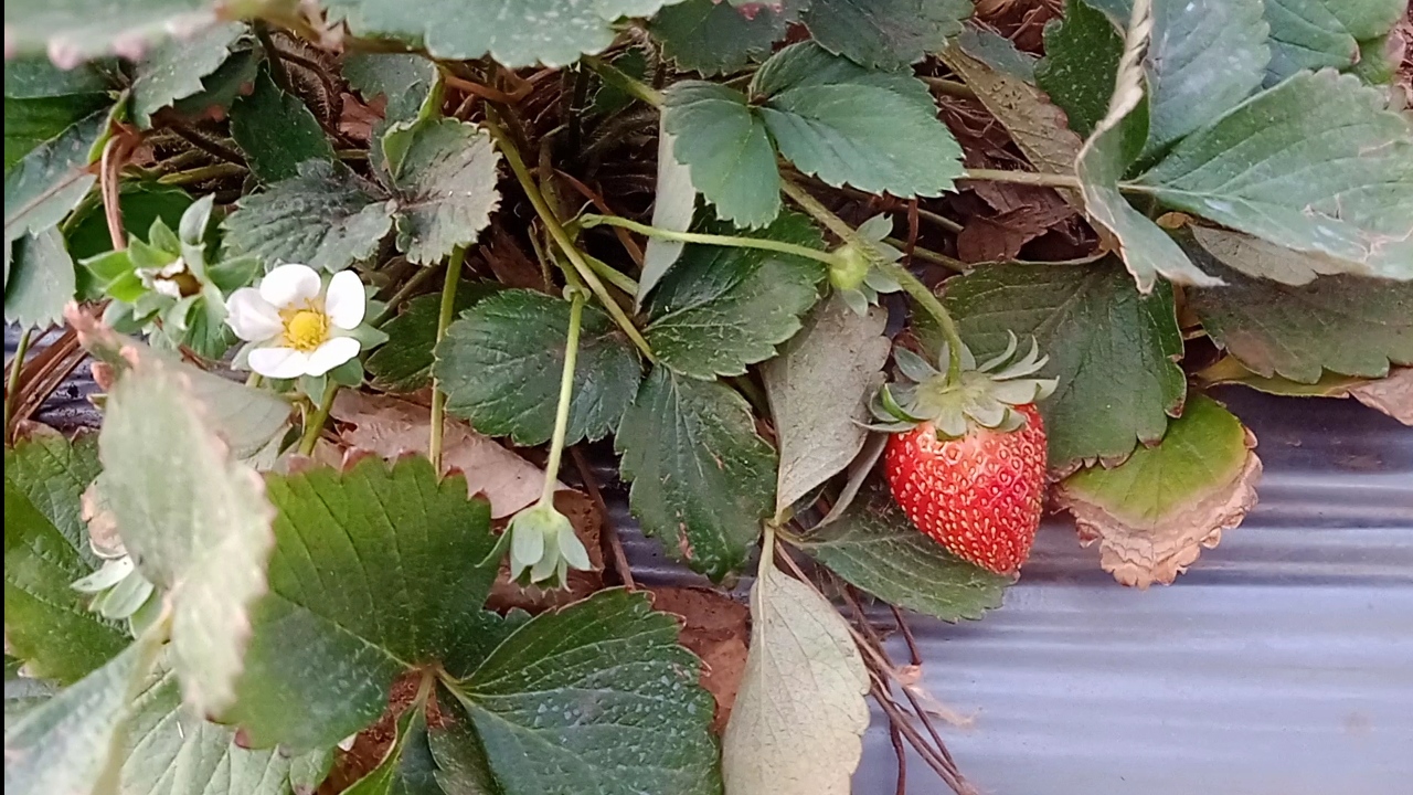 Strawberry farming in April