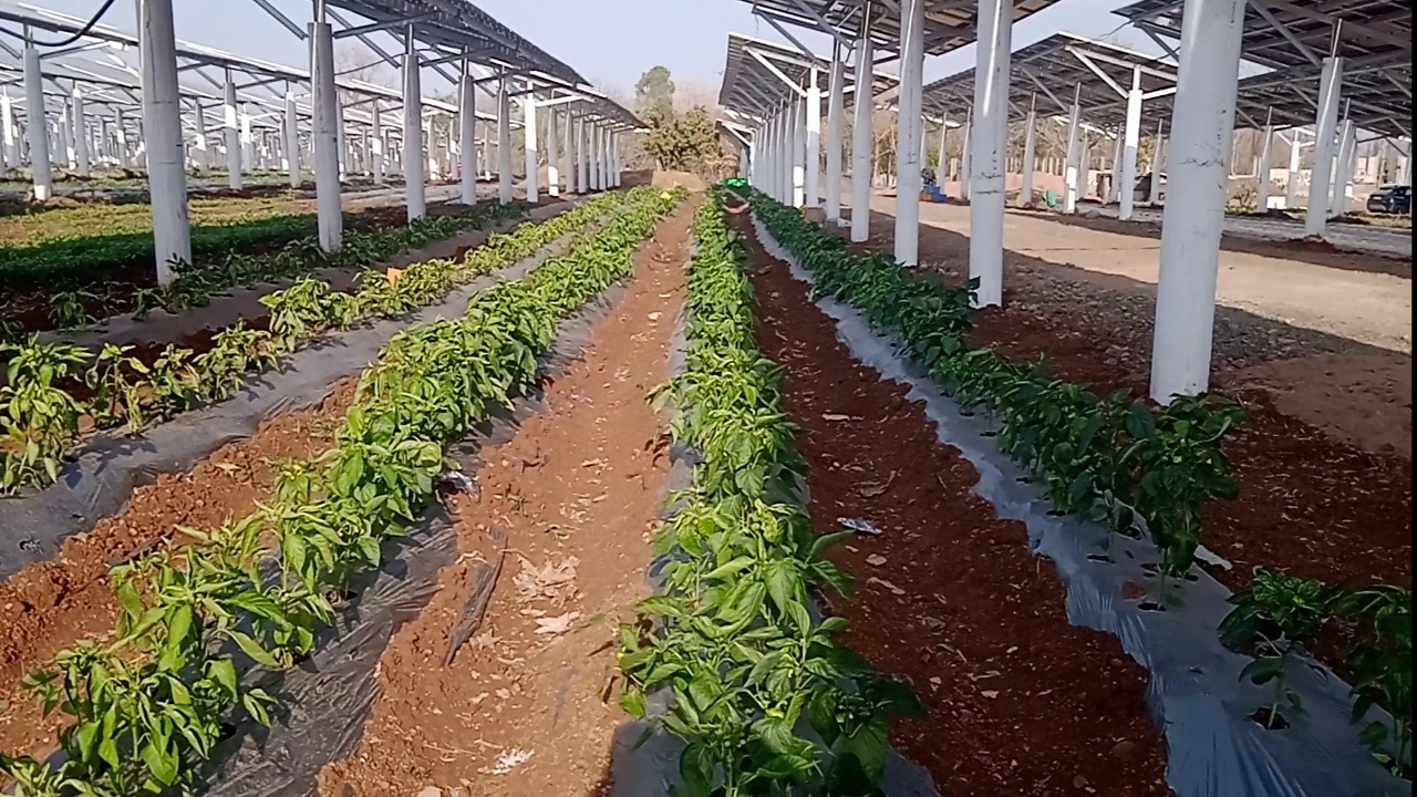 farming of 16 types of fruits and vegetables