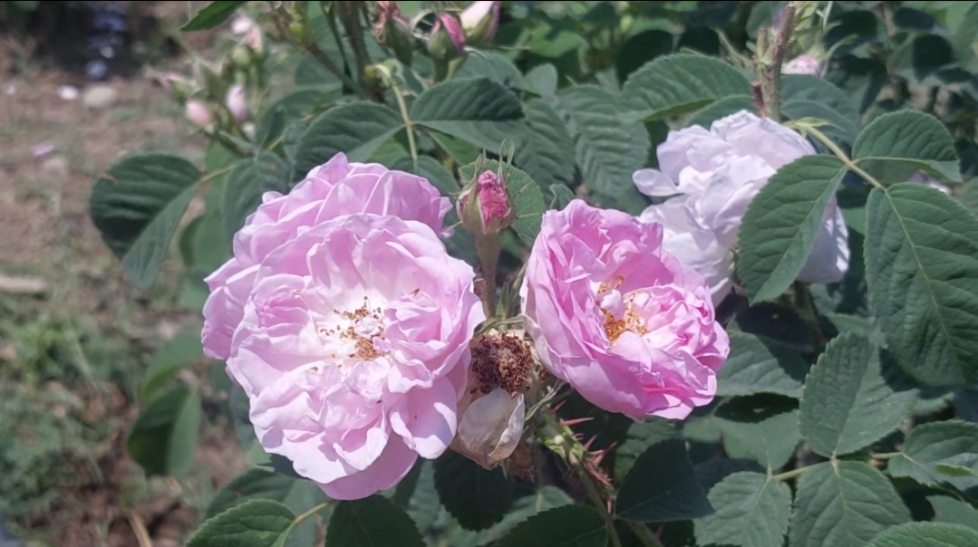 Rosa damascena