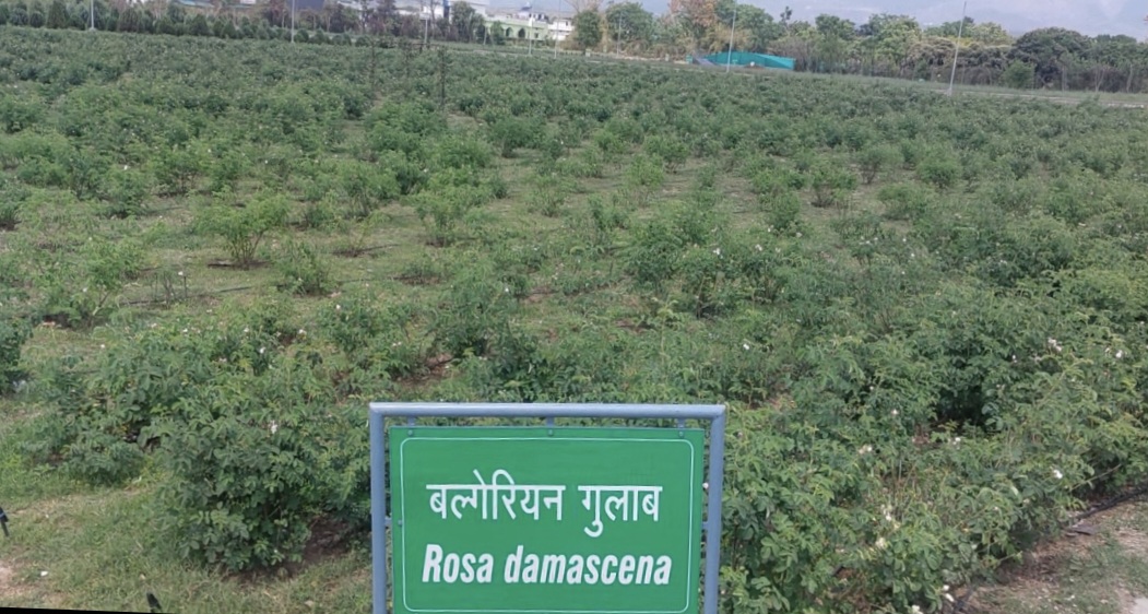 Rosa damascena