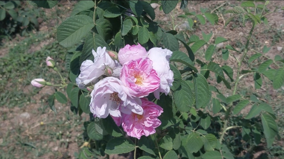 Rosa damascena