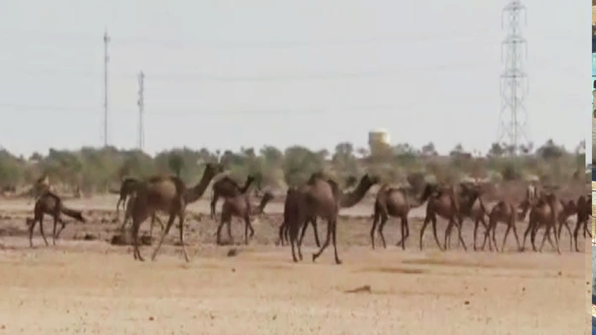 Camels are facing water crisis in Jaisalmer