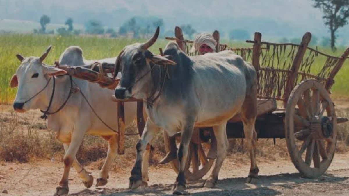 animal owners Work in Summer