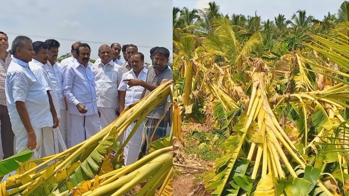 சேதமடைந்த வாழைத்தோட்டங்களை ஆய்வு செய்த அமைச்சர் முத்துசாமி புகைப்படம்