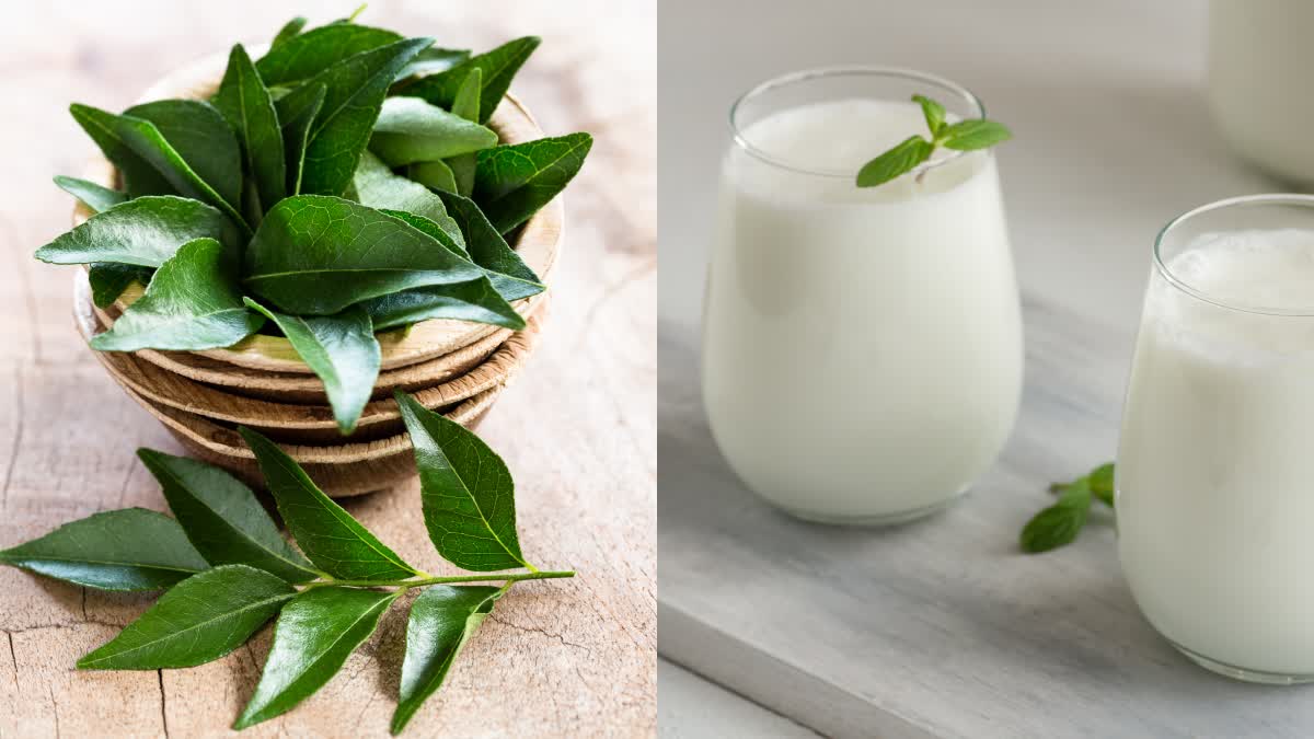summer drink curry leaves buttermilk benefits for skin hair body in details