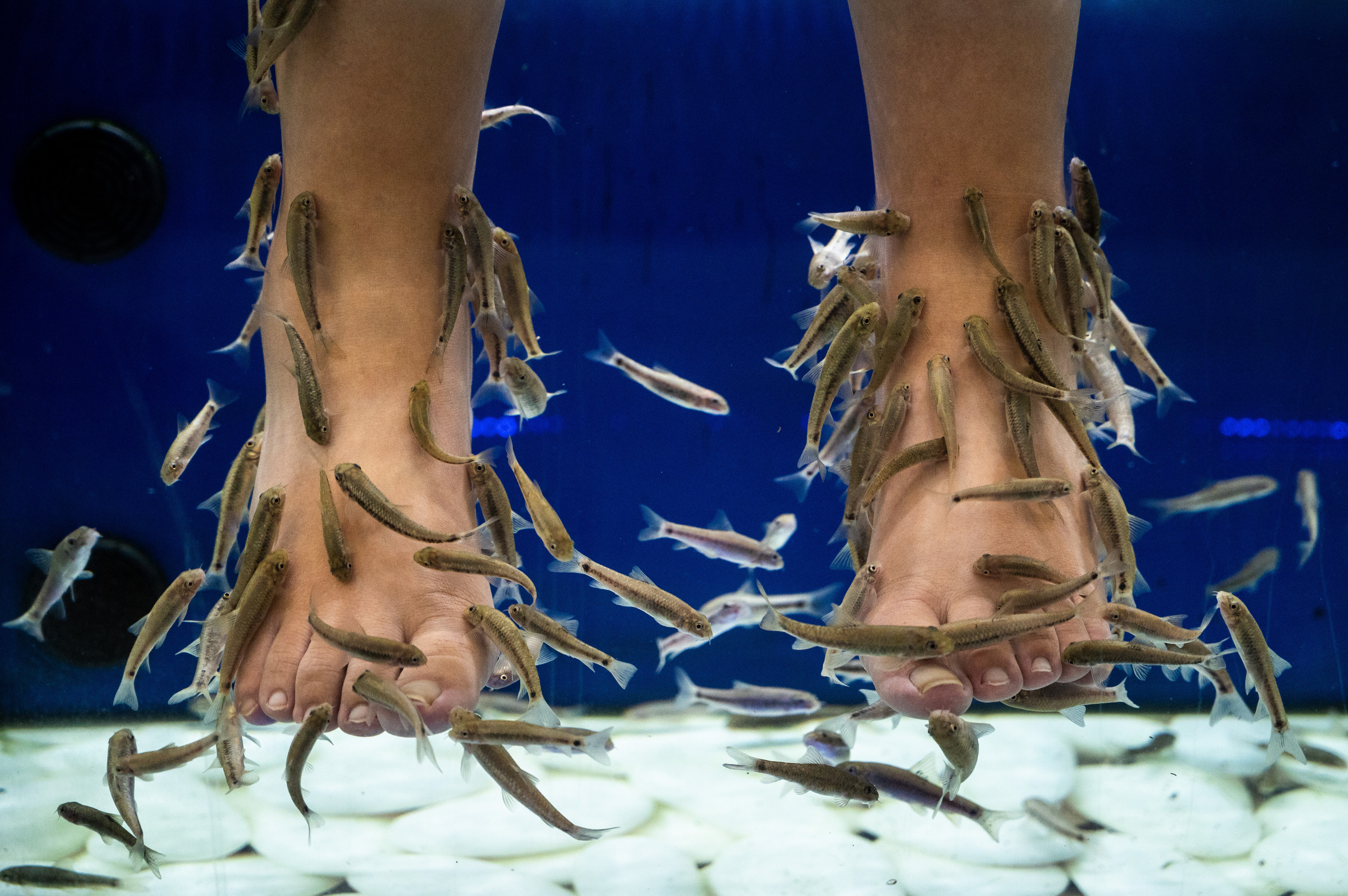 Fish Spa