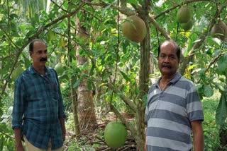 CALABASH FRUIT  Calabash In Abrahams garden  കണ്ണൂരിലെ കലാബാഷ് കൃഷി  കലാബാഷ് കൃഷി എങ്ങനെ