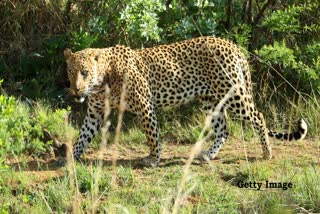 LEOPARD SPOTTED URBAN AREA SHIVPURI