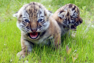 Four Tigress Cubs Died in Birsa Biological Park in Ranchi