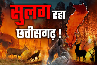 FOREST FIRE CASE INCREASE