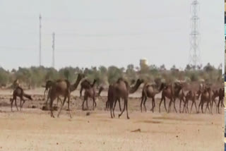 Camels are facing water crisis in Jaisalmer