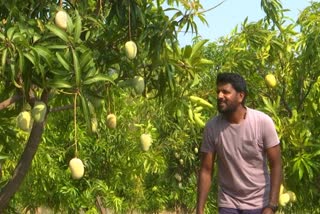 MANGO FARMING  SOFTWARE EMPLOYEE FARMING  KESARI MANGO  കേസരി മാമ്പയം