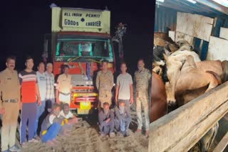 Shivpuri Police Caught Cattle Truck