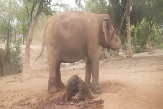 60 years old elephant Anarkali gave birth to baby elephant