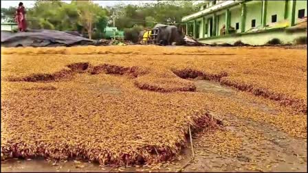 Paddy Crop Damage in Warangal