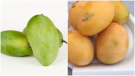 Mango for Health News