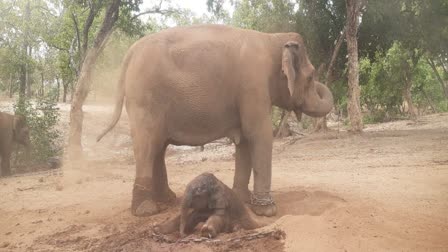 60 years old elephant Anarkali gave birth to baby elephant