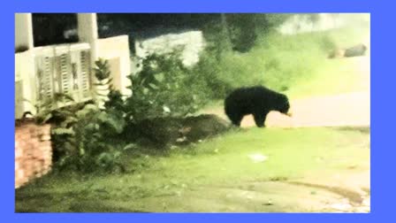 BEAR ATTACK IN RAIGARH