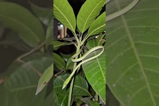 લીલા રંગના વૃક્ષોમાં છુપાઈ જતાં વાઈન સ્નેક