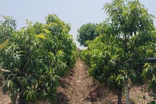 RATLAM KESAR MANGO PRODUCTION