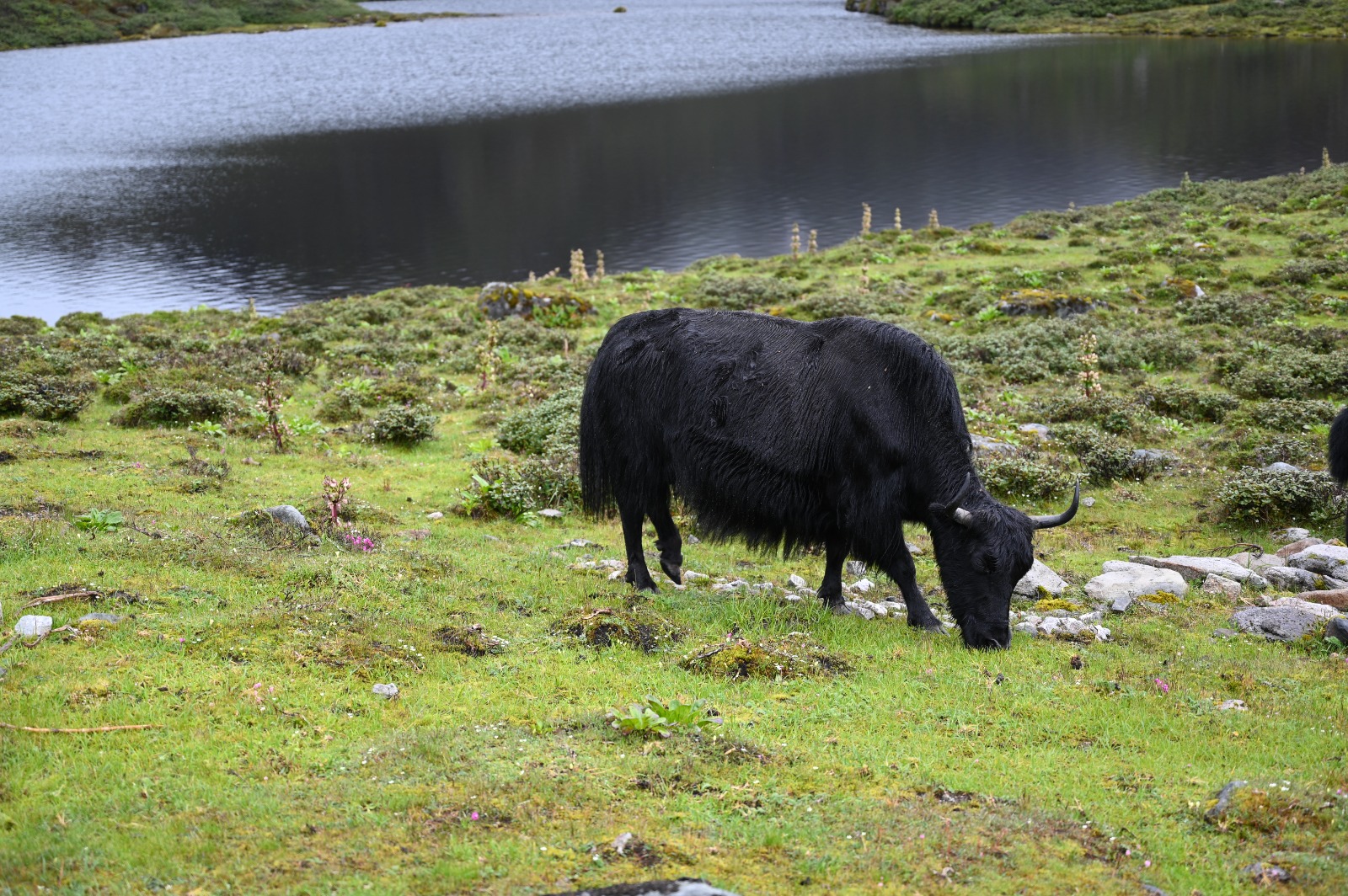 genome sequence of Indian yak