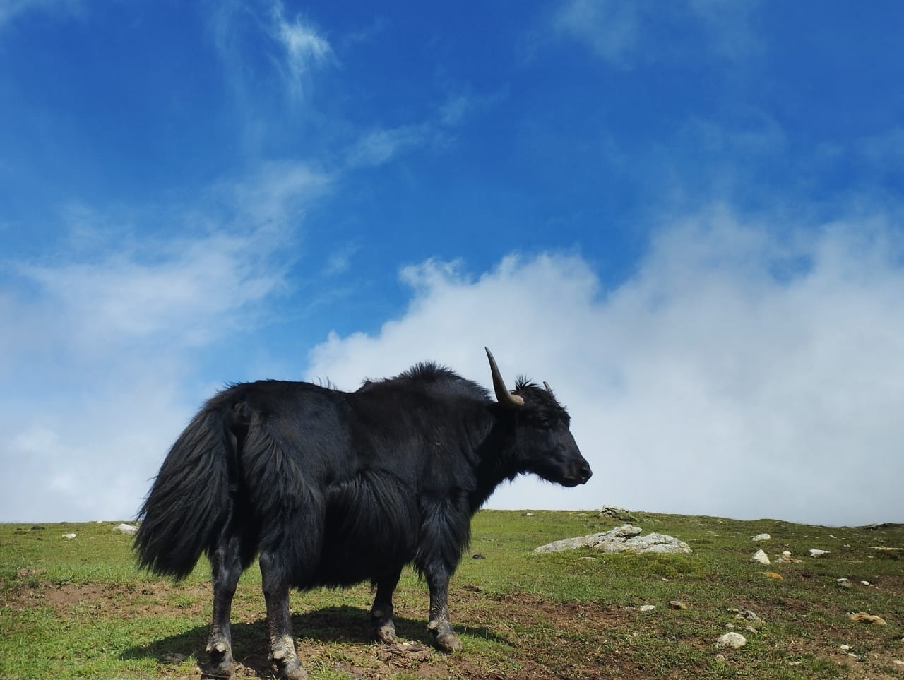 genome sequence of Indian yak
