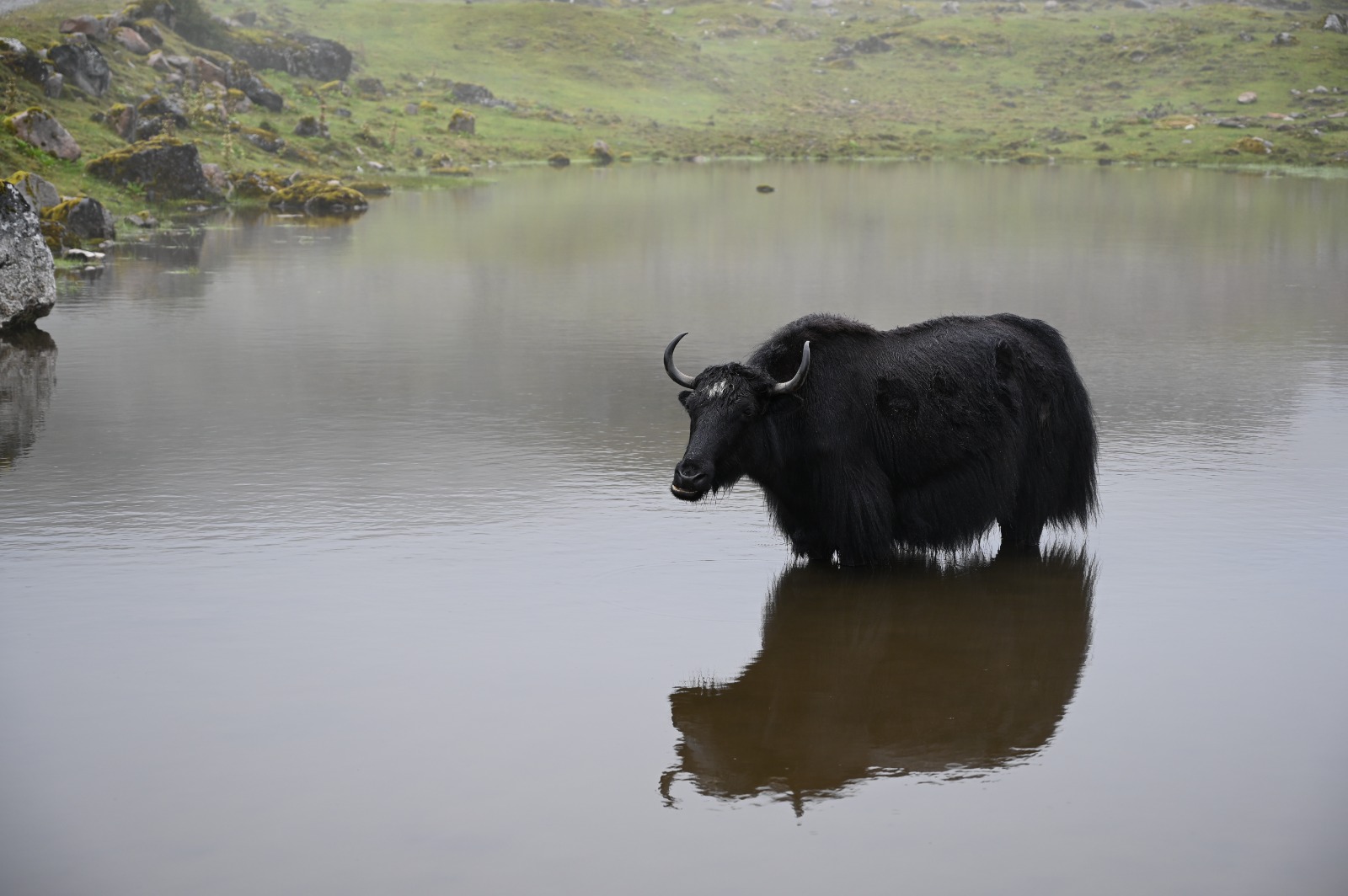 genome sequence of Indian yak