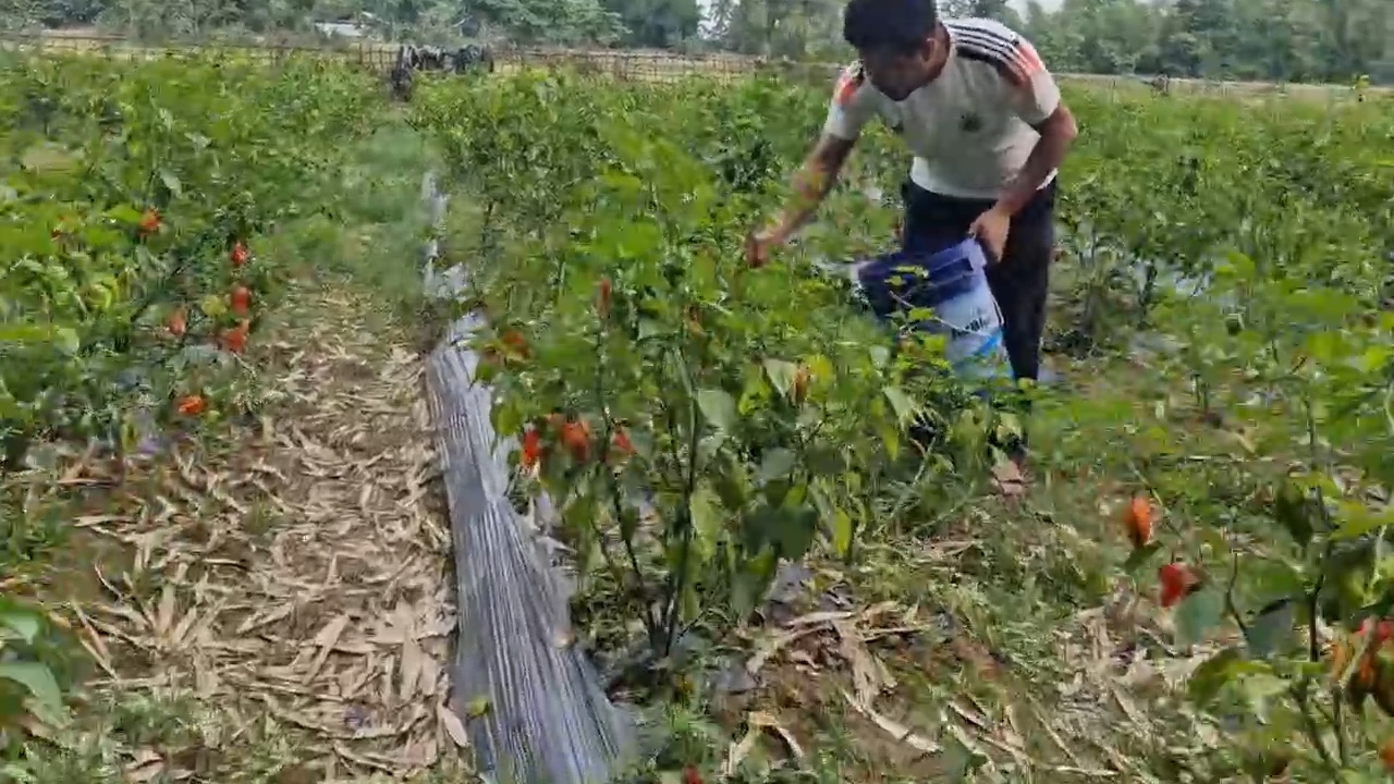 Farming