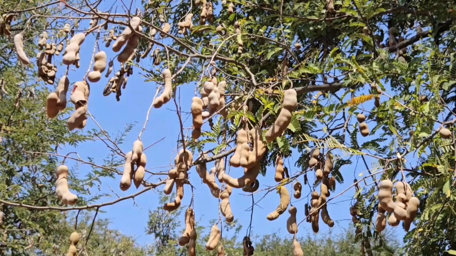 Tamarind Turns To Gold: How ‘Ambat Chinch’ Powers An Entire Maharashtra Village’s Economy