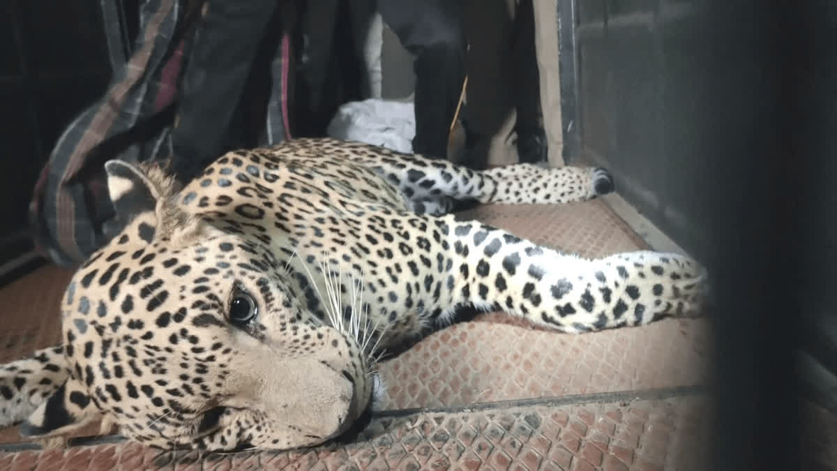 tirupathur leopard image