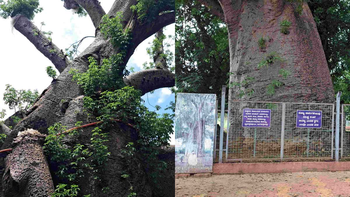 Historic Big Tamarind trees  Haveri  Big Tamarind trees