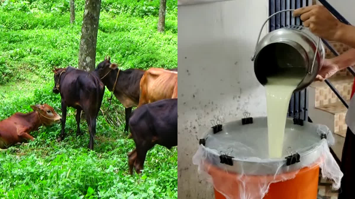 ക്ഷീരമേഖല  ക്ഷീര കര്‍ഷകരുടെ പ്രശ്‌നങ്ങള്‍  MILK PRICE  IDUKKI NEWS