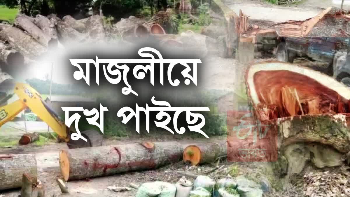 Road leads to deforestation in Majuli