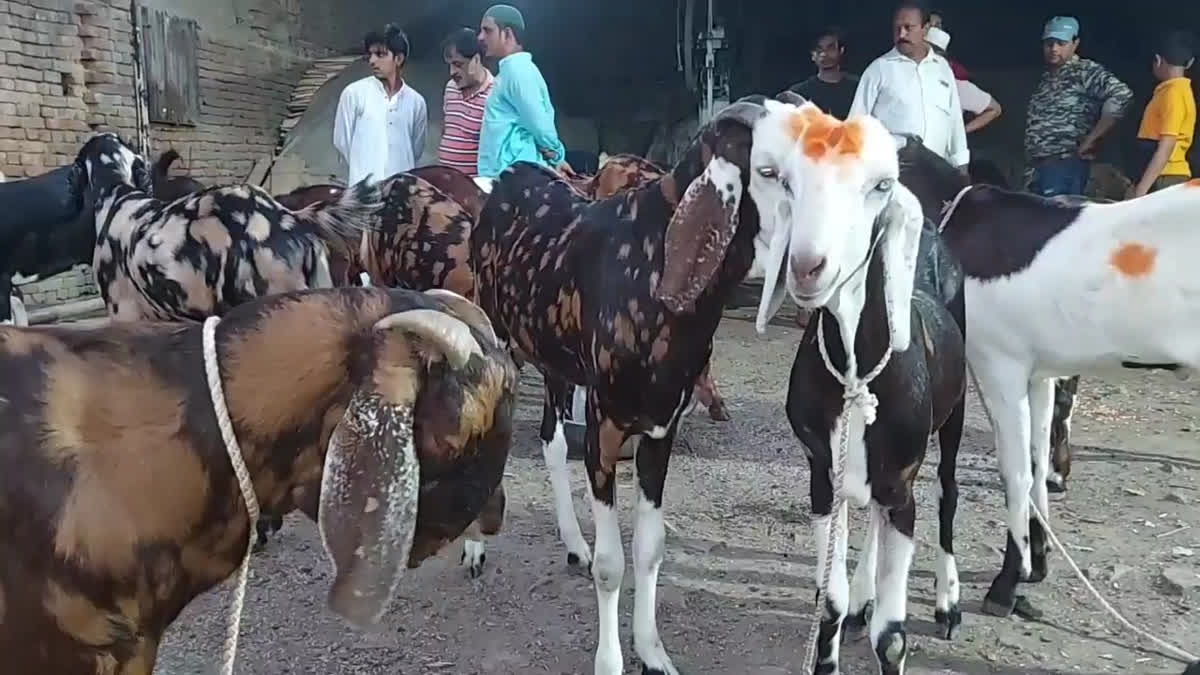 Qurbani Janwar Aur Hidayaat