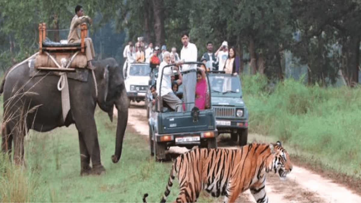 सैलानियों को खूब रास आ रहे हैं टाइगर रिजर्व