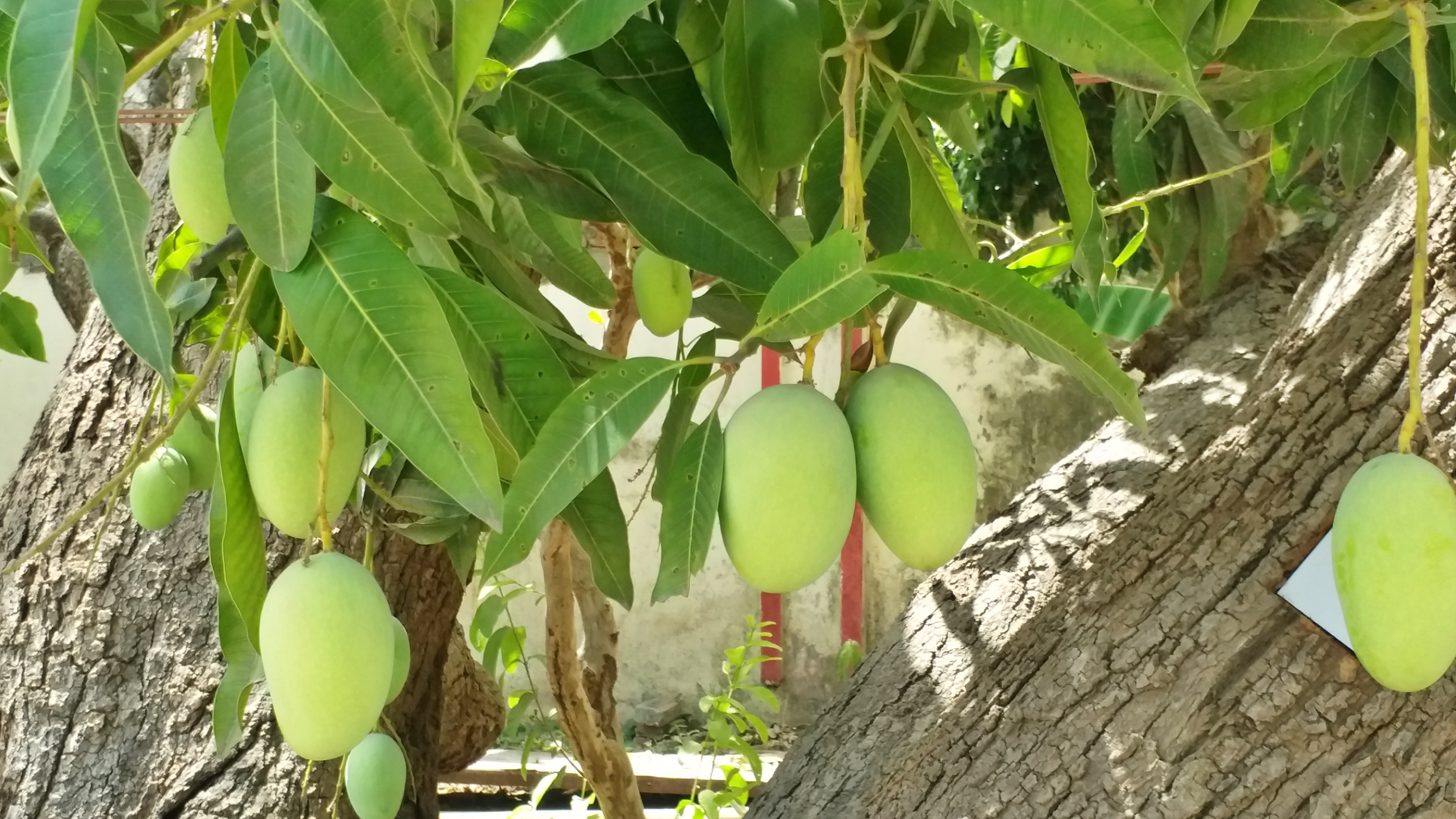 Malda mango Of Muzaffarpur