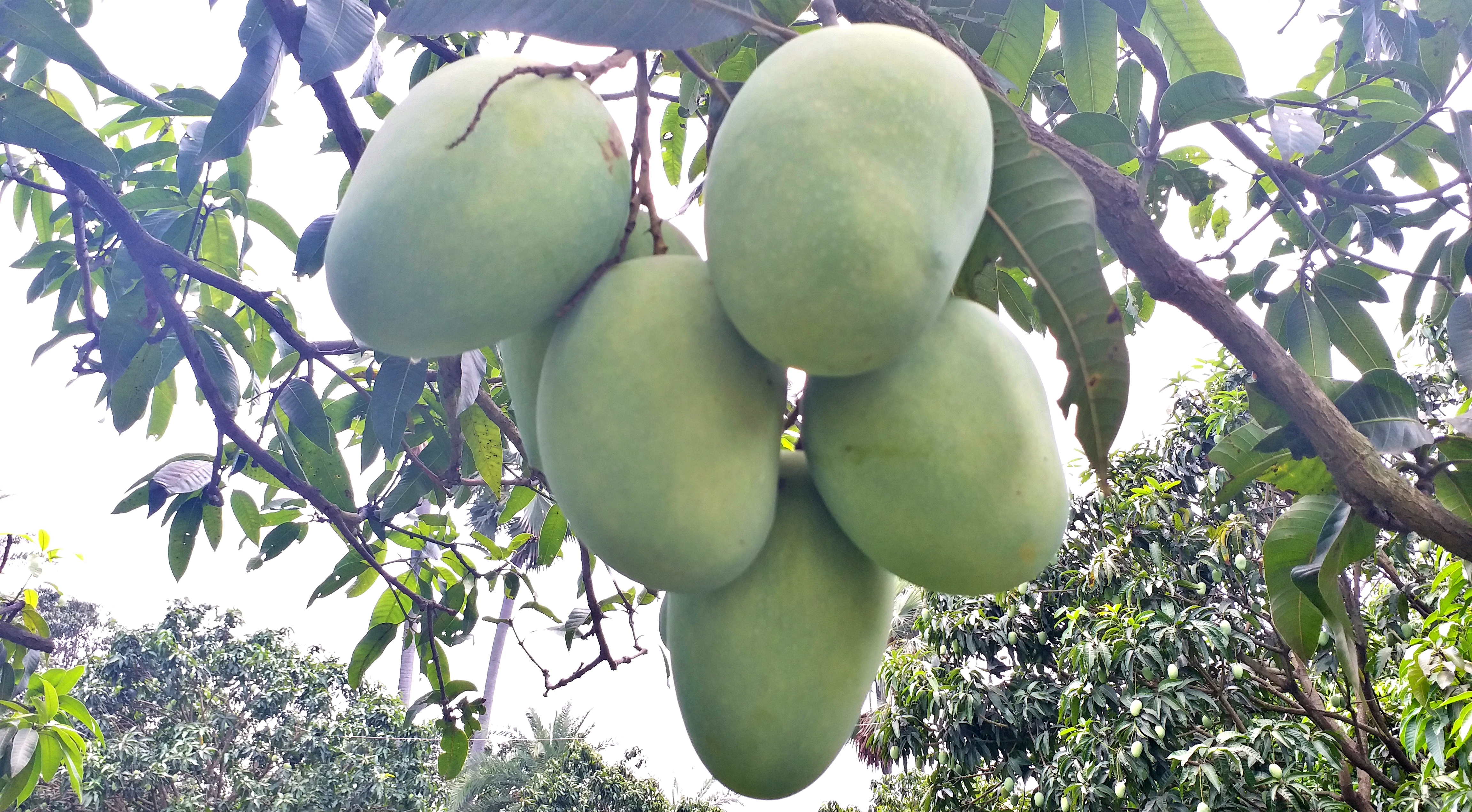 Malda mango Of Muzaffarpur