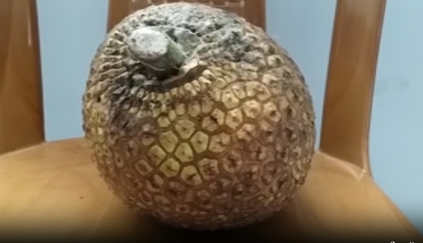 Patent for Rudrakshi jackfruit