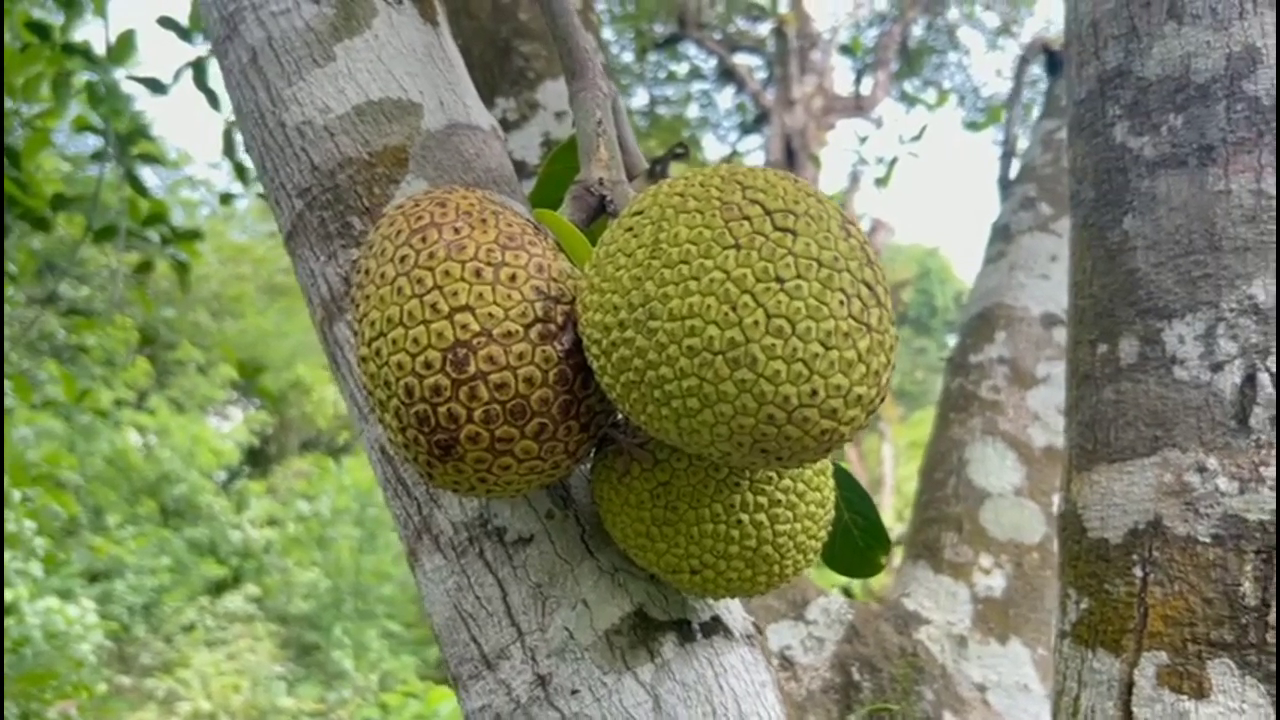 Patent for Rudrakshi jackfruit