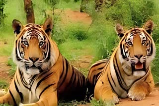 Long Life Secret Of Tigers